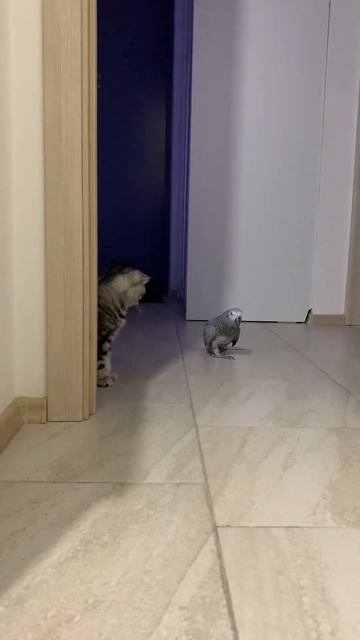 Наш TG Https://t.me/liveofcats