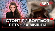 Нашествие летучих мышей в столичном регионе. Залетают в дома и пугают граждан