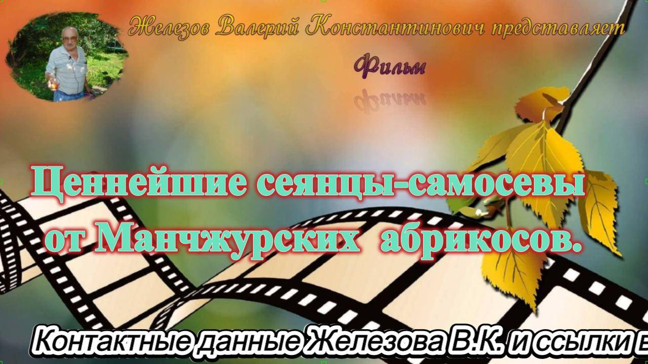 Ценнейшие сеянцы-самосевы от Манчжурских  абрикосов.