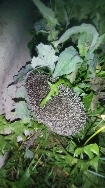 Ëжик🦔 🤣