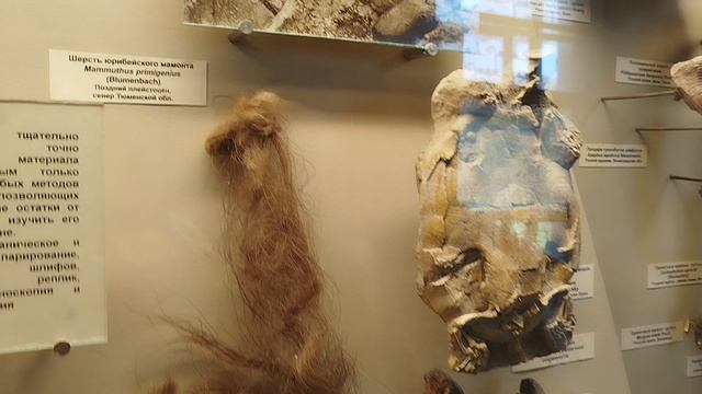 Палеонтологический музей им. Ю. Орлова в Москве. Видео третье