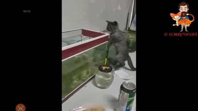 смешные видео про котов