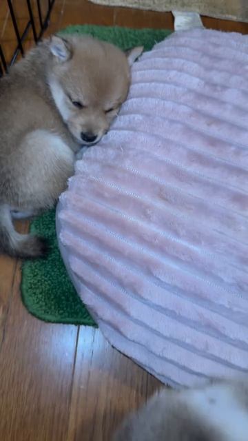 Няшки 🥰))