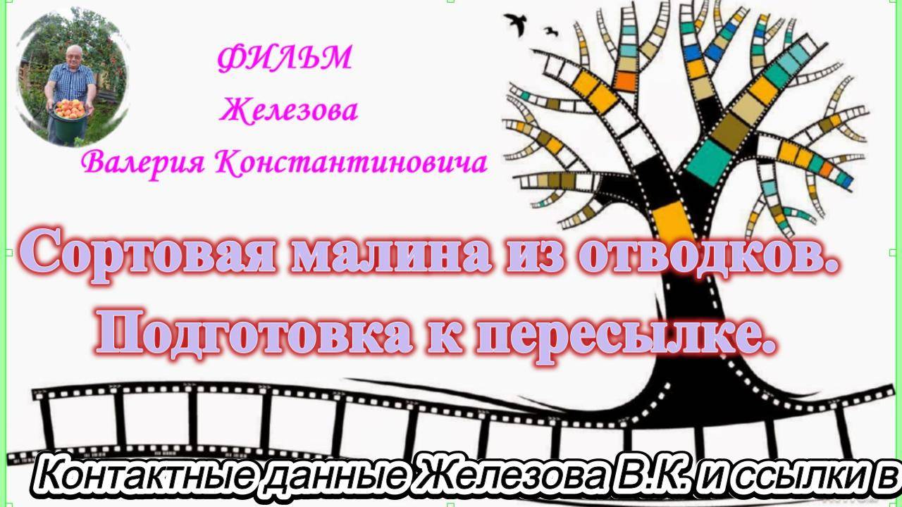 Сортовая малина из отводков. Подготовка к пересылке.