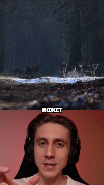 ФАКТЫ О ВОЛКАХ