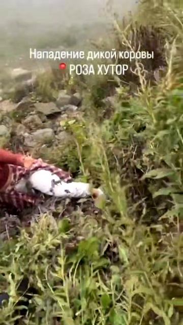 Дикая корова напала на туристок в Сочи, которые шли вдоль обрыва. Девушкам пришлось цепляться за вет