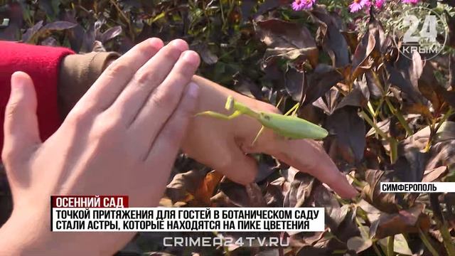 В Ботаническом саду КФУ впервые высадят растения с черноморского побережья Кавказа