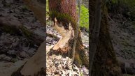 Эй бобёр выходи. Клещи атакуют. #клещи #бобры #бобёр #клещ