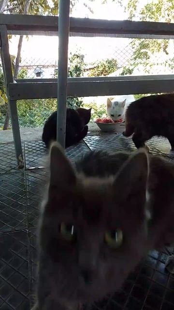 Котята пришли на обедв гости к Атом Нейрона 