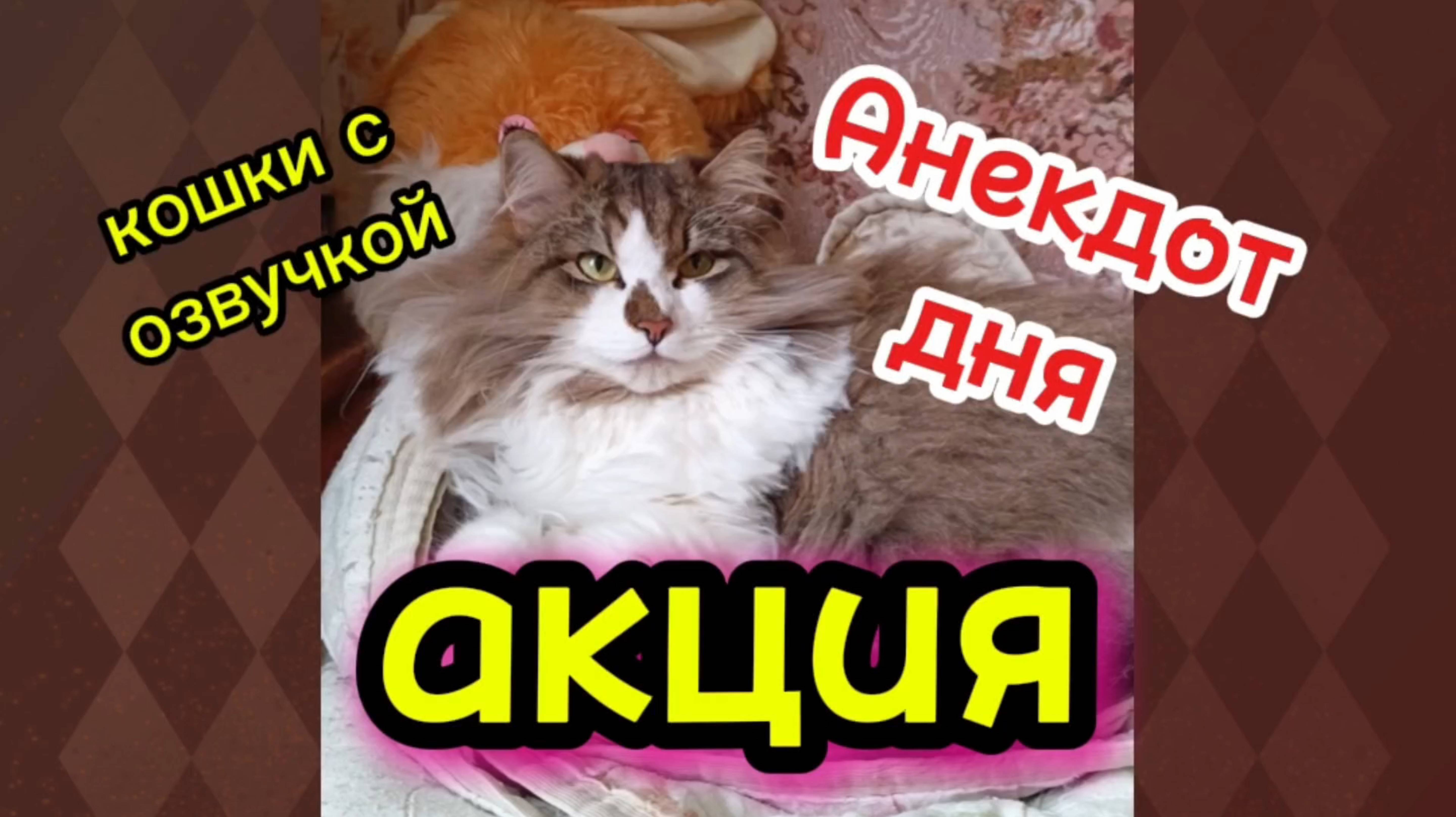 Кошки с озвучкой.