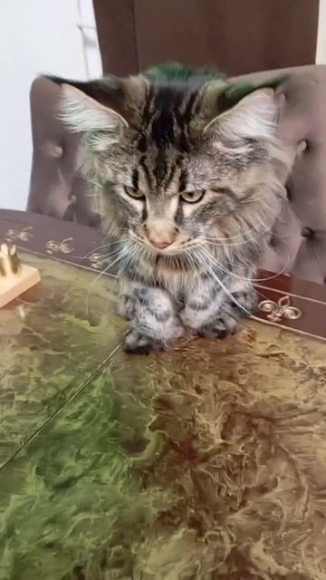 АРЧИБАЛЬДУ 1 ГОД! 😻🥰🤗