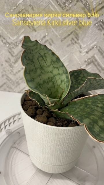 Сансевиерия кирки сильвер блюSansevieria Kirkii Silver Blue #sansevieria #сансевиерия #plants
