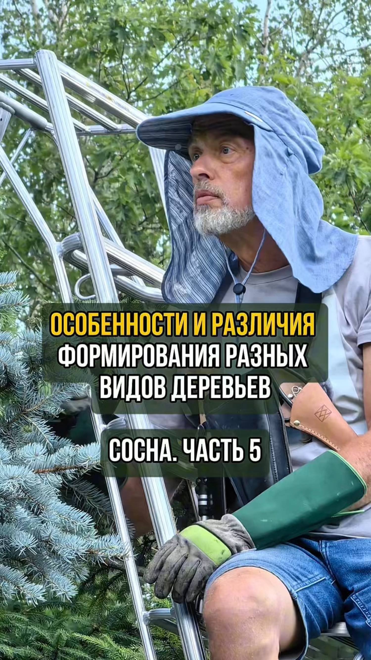 Особенности и различия формирования разных видов деревьев. Сосна. Часть 5