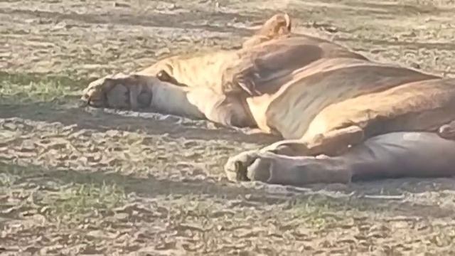 TBVP5487 Видео от опекуна Светланы 07.10.2025 (9)