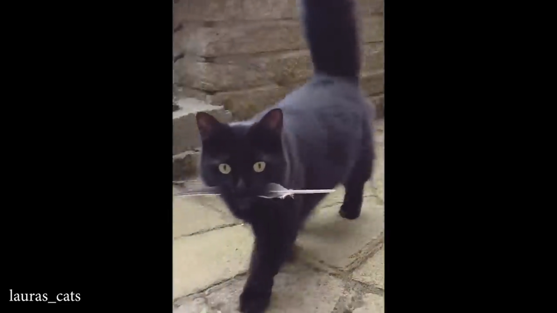 Приколы с кошками