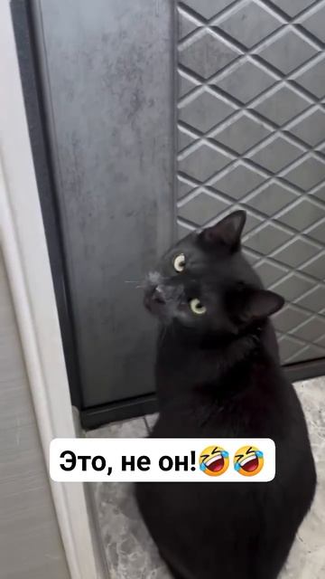 @video_smeshnyе.mp4