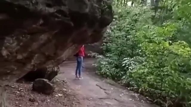 Реликтовый лес.