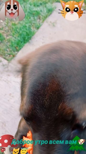 Доброе утро☀ 🌝⏰ всем вам🐶🐱😆