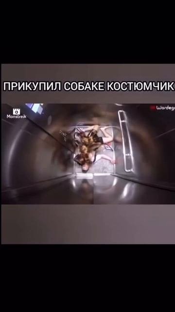 Есть на черного терьера размер?