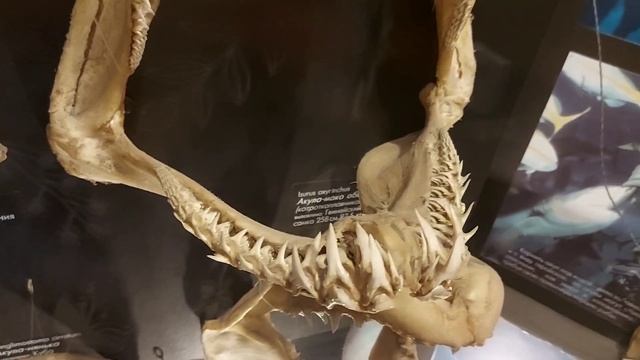 "Витязь" судно.2025.