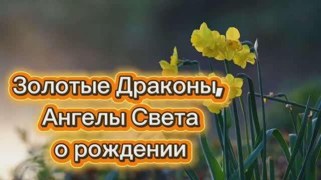 Золотые Драконы, Ангелы  Света о рождении 09.08.2025г