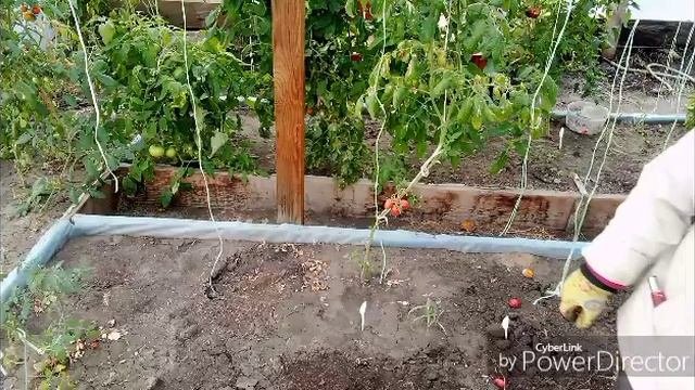 Заготовки на зиму / Убираю томаты в теплице.