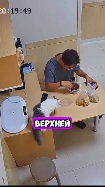 🐈⬛Коты не дали поесть мужику [OGN]