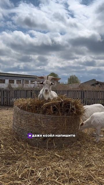 Доили когда-нибудь крову?😍