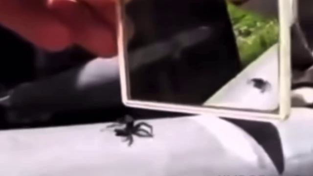 Наконец-то встретил достойного соперника🪞🕷️🤣