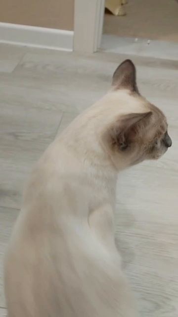 Тайский котик Hilton Gamlet нашёл своих хозяев!!!