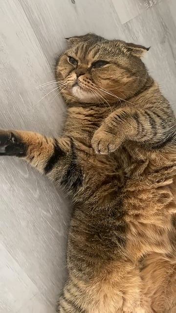 Да есть ？😂 #стетхем #цитаты #cat