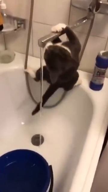 Акробатический кот