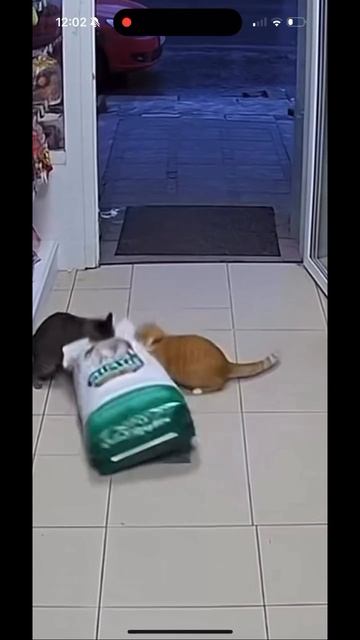 #юмор #смех #жиза #КЭзлик смешные видео