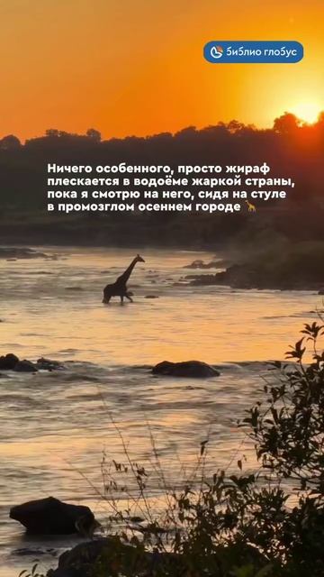 Ничего особенного, просто жираф плескается в водоёме жаркой страны #shorts