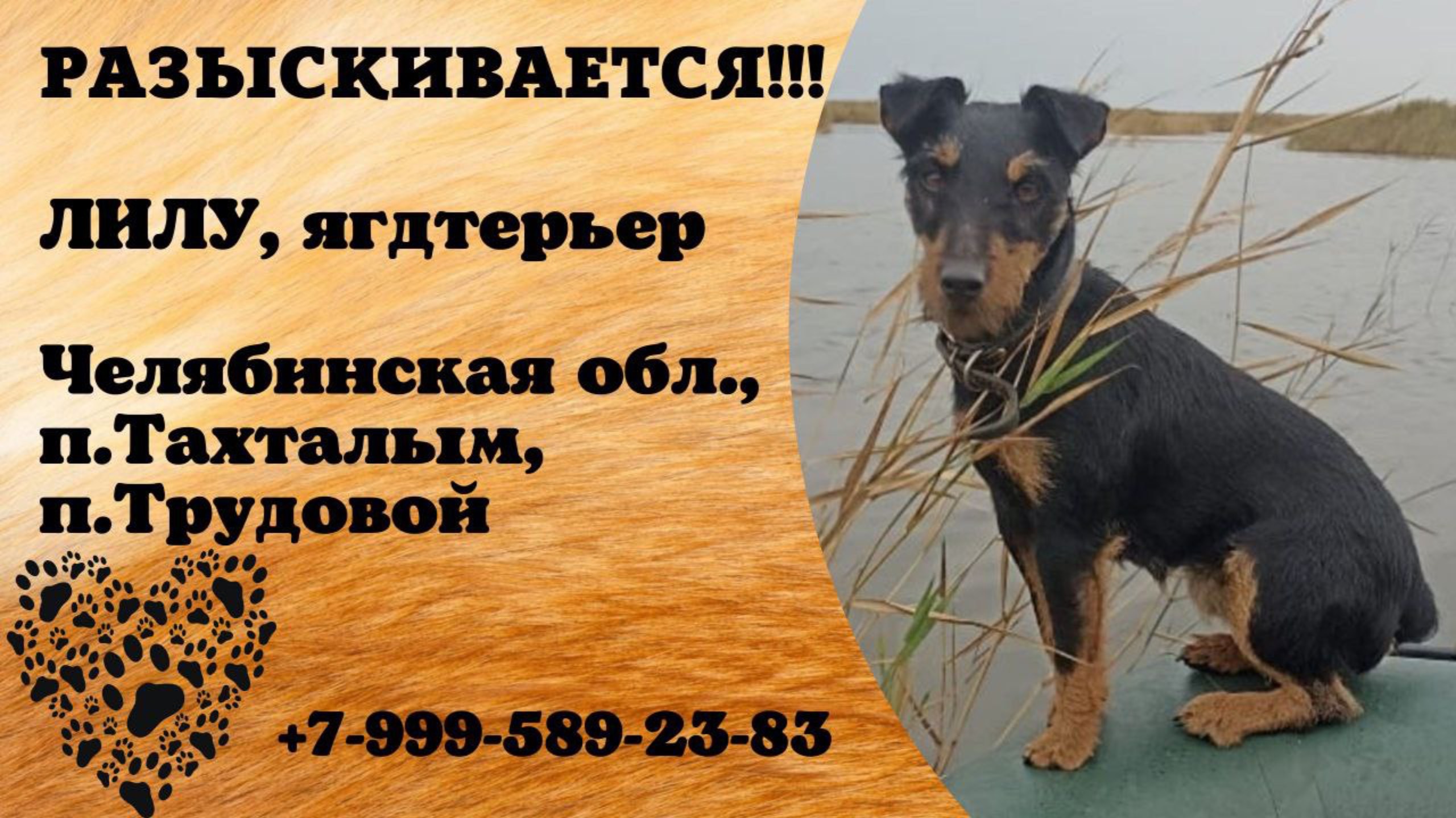 Пропала собака! ЛИЛУ, ягдтерьер. Челябинская обл., п.Тахталым, п.Трудовой.