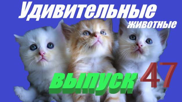 Удивительные животные выпуск 47 #юмор