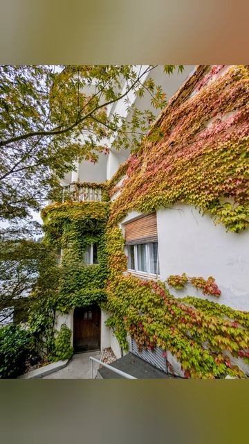 800.Ботаническое, плющовое🌿🍂.