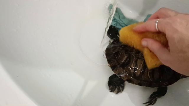 Как ухаживать за красноухими черепахами