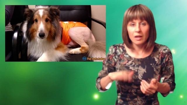 Удивительное спасение собаки