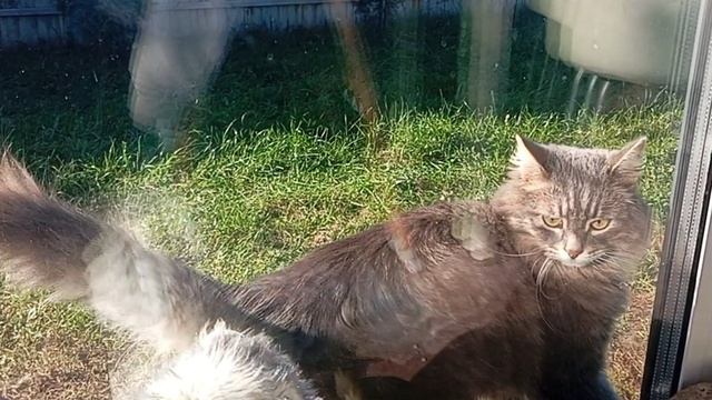 Лунная походка кота Феликса