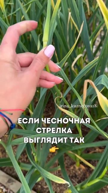Мой определитель, когда выкапывать чеснок🙌