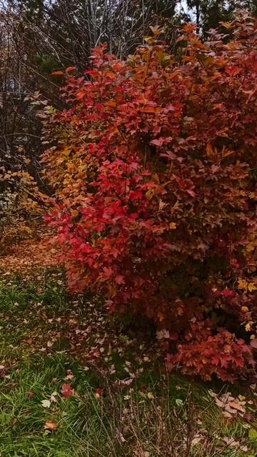 L'autunno.mp4