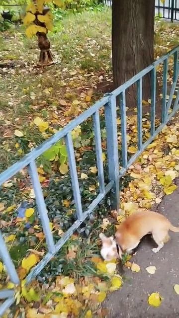 Сеня приходит теперь по уши в осени😁