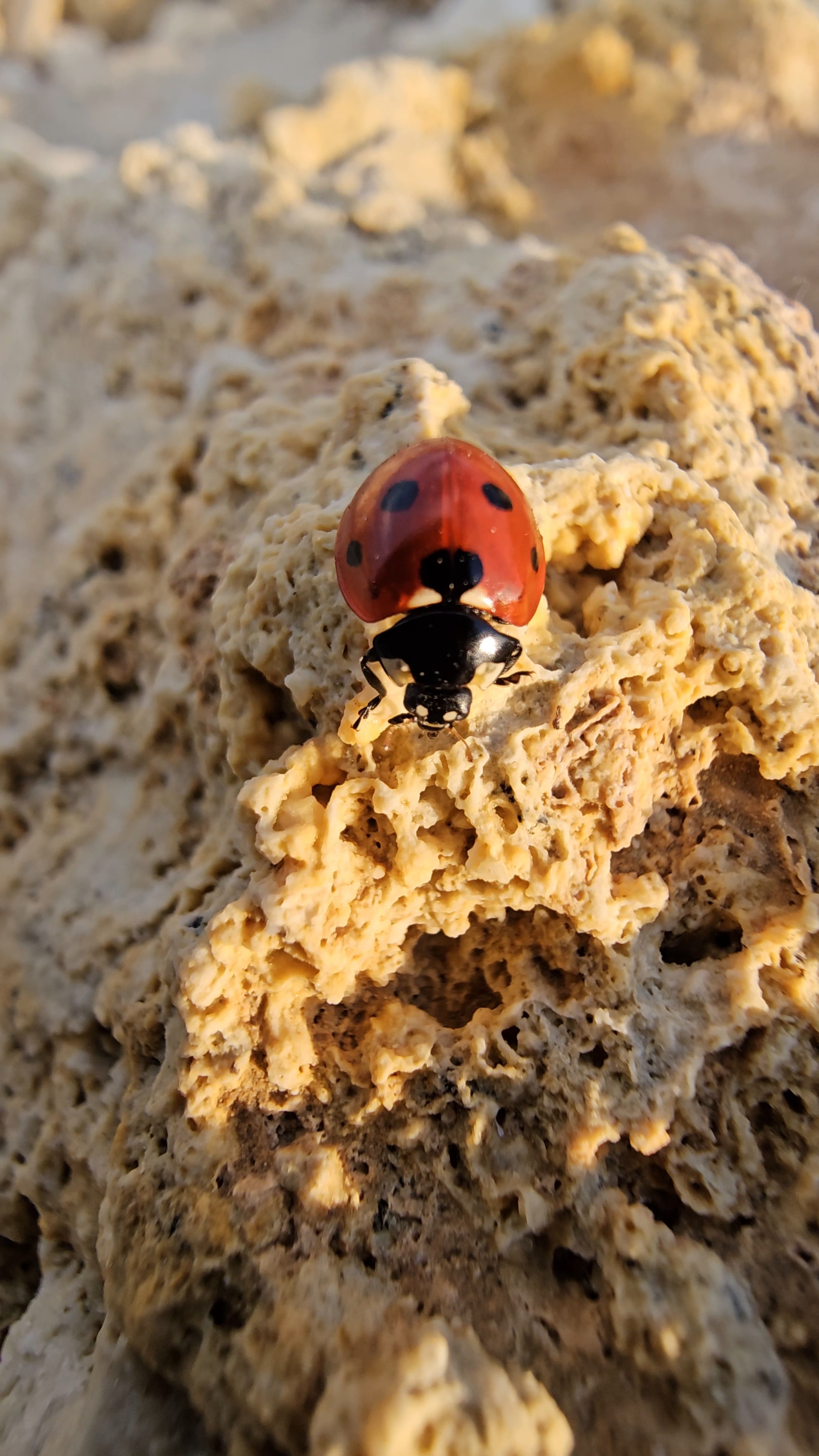 Макросъёмка Samsung S 23ultra