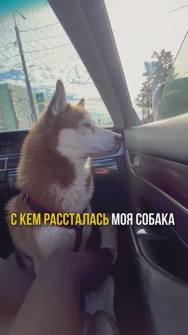 В блоге жизнь с хаски!❤️
