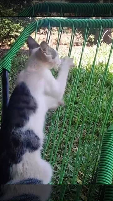 Кото гусли 😼