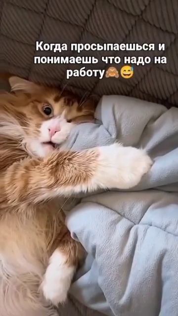 #shorts #cat #юмор