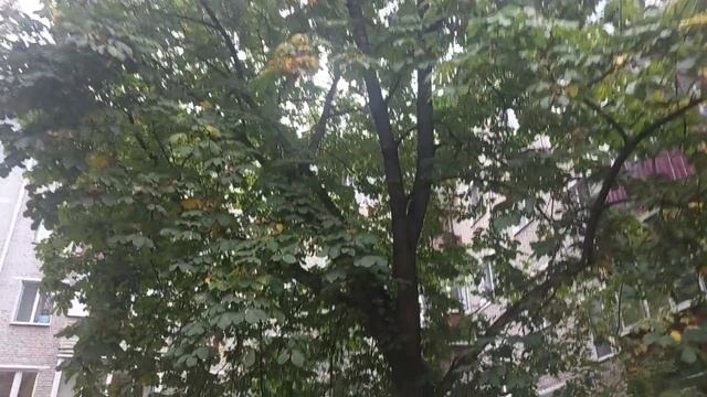 7 октября Московский дождь