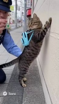 полицейский-произвол-котэ-азиатские-выдумщики-9106874