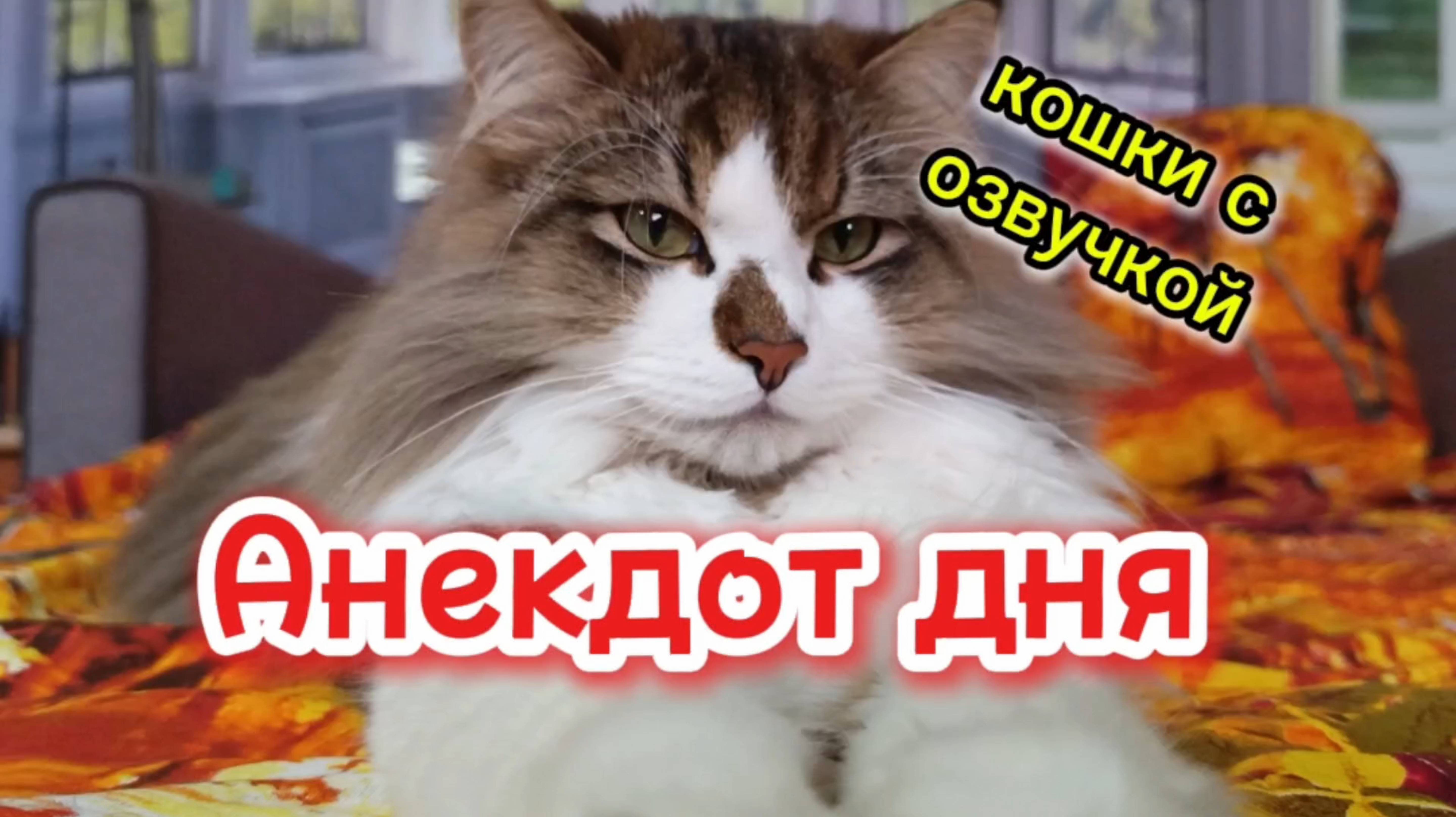 Кошки с озвучкой. Анекдот дня.